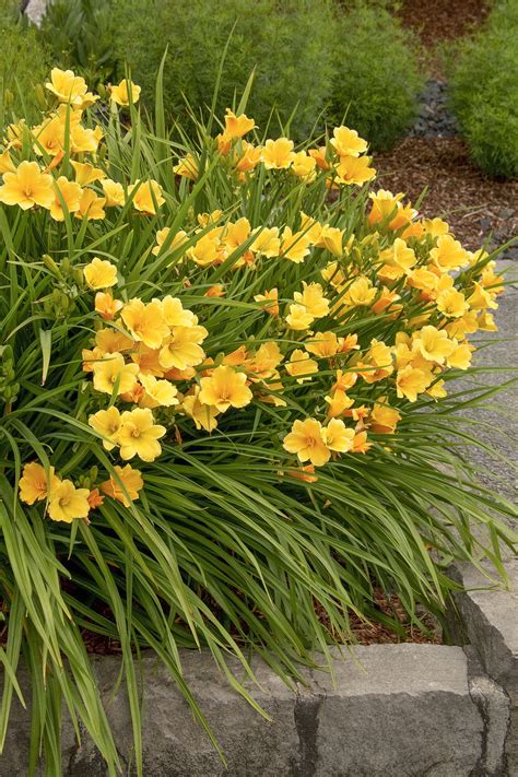 stella daylily varieties.